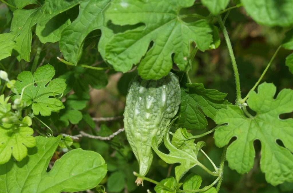 Rasta Jamaican Herbs Medicinal Plants of Portland