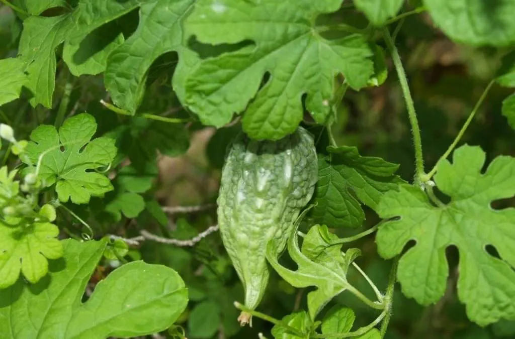 Rasta Jamaican Herbs Medicinal Plants of Portland