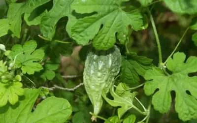 Rasta Jamaican Herbs Medicinal Plants of Portland