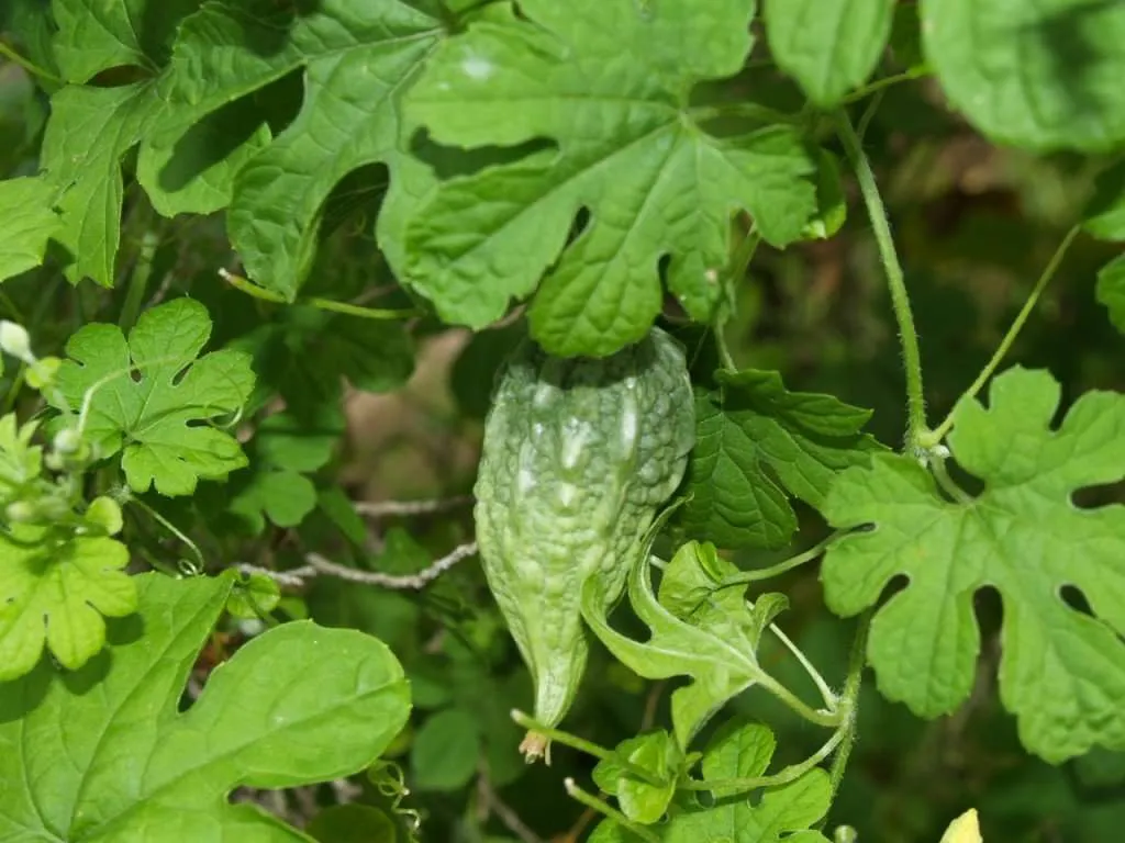 Jamaican medicinal plants staging.rastaseed.com