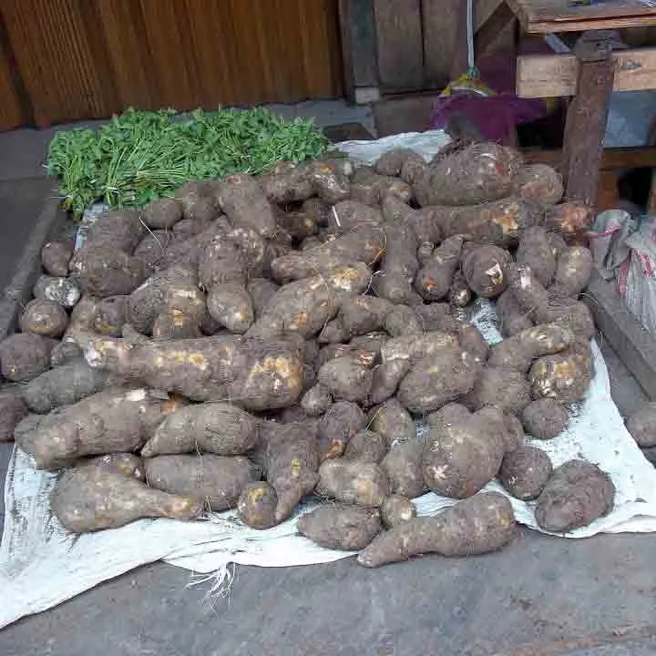 coco Coco Yam Jamaican Ground Provision staging.rastaseed.com