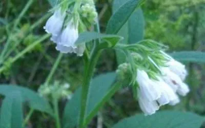 What is Comfrey?