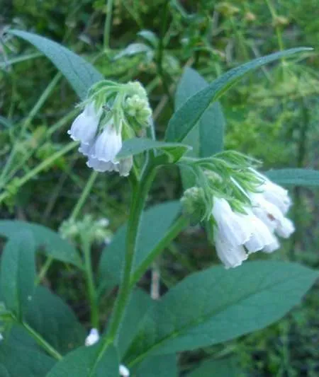 What is Comfrey?