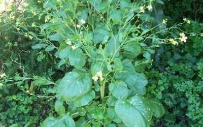 Ethiopian Cabbage for your Rasta Garden