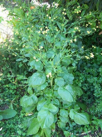 Ethiopian Cabbage in your Rasta garden rastaseed.com