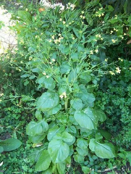 Ethiopian Cabbage in your Rasta garden rastaseed.com