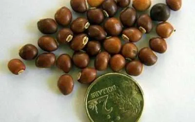 Pigeon Pea or Gungu Bean a staple food for humble Rasta Garden