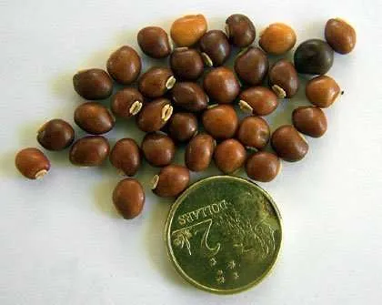 Pigeon Pea or Gungu Bean a staple food for humble Rasta Garden