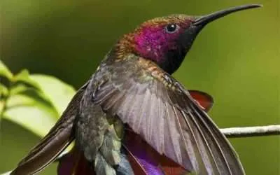Jamaican Flora and Fauna of a Magical island