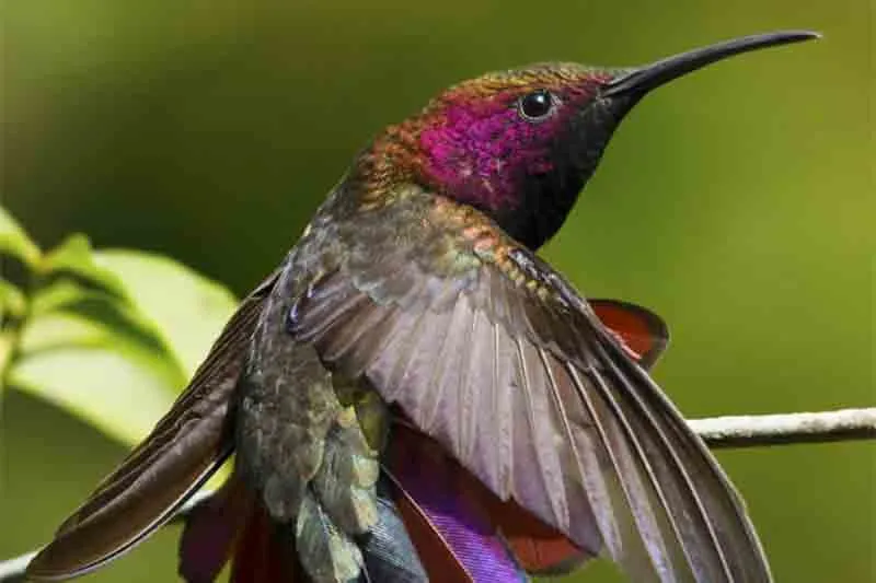 Jamaican Flora and fauna Rastaseed.com