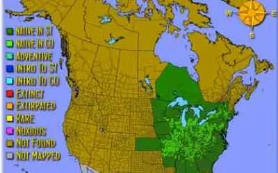 Hydrastis canadensis Golden Seal American Indian Medicine