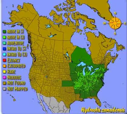 Golden Seal sacred amercian indian healing root staging.rastaseed.com