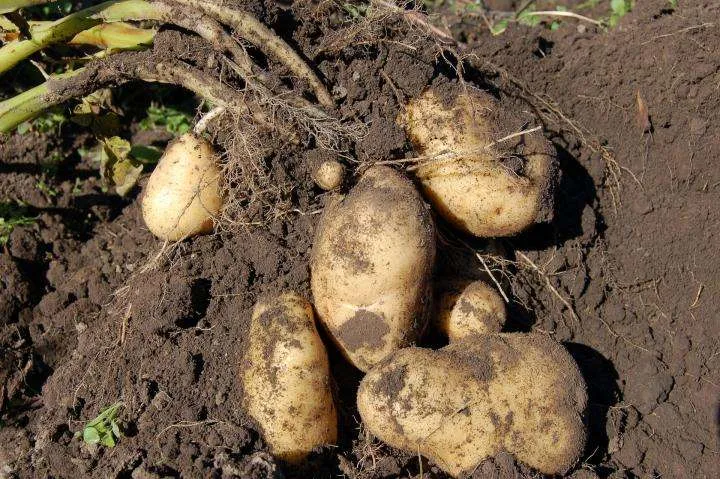 irish-potato Irish Potato ground provision staging.rastaseed.com