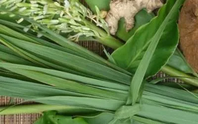 Lemongrass Jamaican Fever Grass Plant Medicine