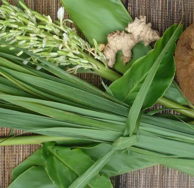 Rasta Medicine Plants Lemongrass or Jamaican Fever grass staging.rastaseed.com