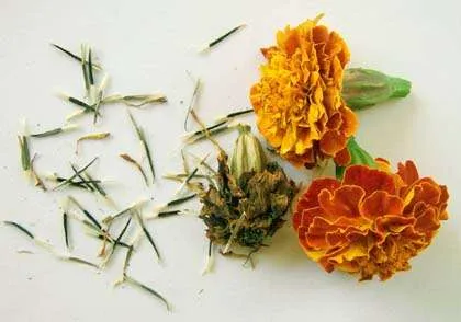Marigold Seeds
