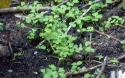 Faith as a Grain of Mustard Seed