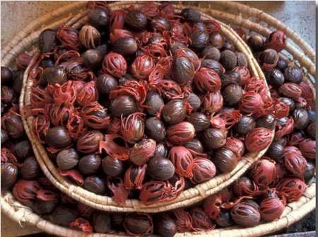 Nutmeg is a delcious spice with magical properties rastaseed.com