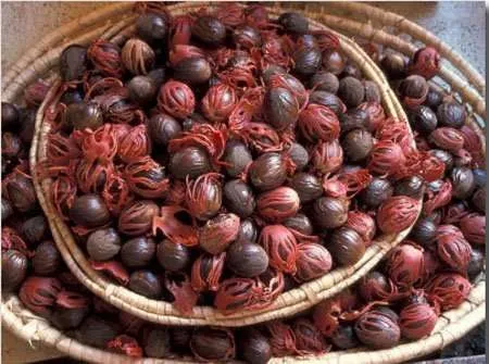 Nutmeg is a delcious spice with magical properties staging.rastaseed.com