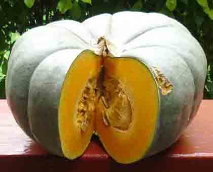 Cinderella Pumpkin – Grow your own