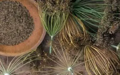 Dill Seed once worth more than Gold