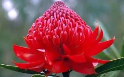 Flower Essences Ancient Healers for a Modern World