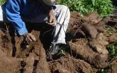 Rasta Yam Harvest