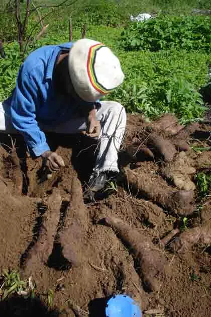 Rasta Yam Harvest