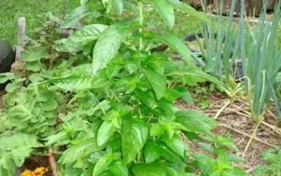 Egyptian Spinach Food of the Pharoahs