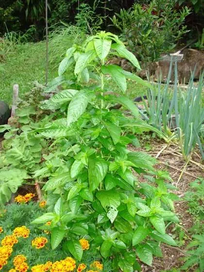 Egyptian Spinach Food of the Pharoahs high protein Rastaseed.com