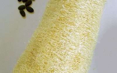 Growing Luffa sponge