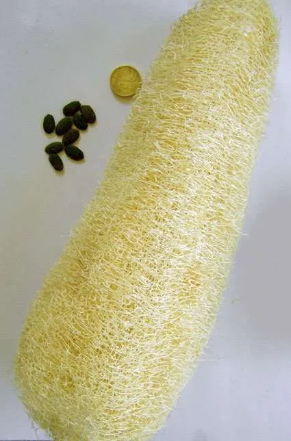 Growing Luffa sponge in your garden rastaseed.com