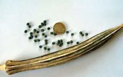 Rastas Grow Okra from Ethiopia