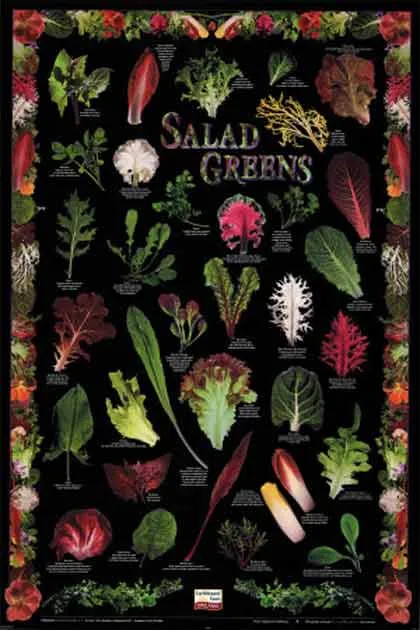 Bitter greens, herbs and teas important in the diet rastaseed.com
