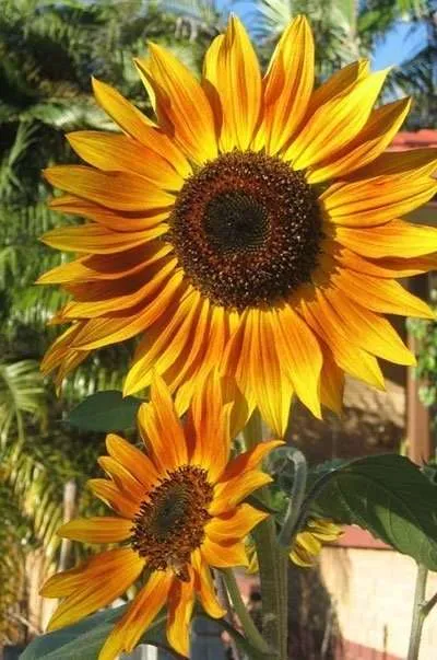 sunflowers in your garden rastaseed.com