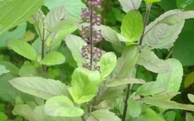 Tulsi Plant or Holy Basil