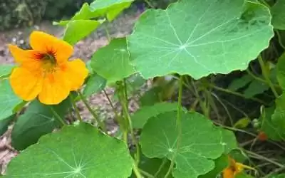 Nasturtium