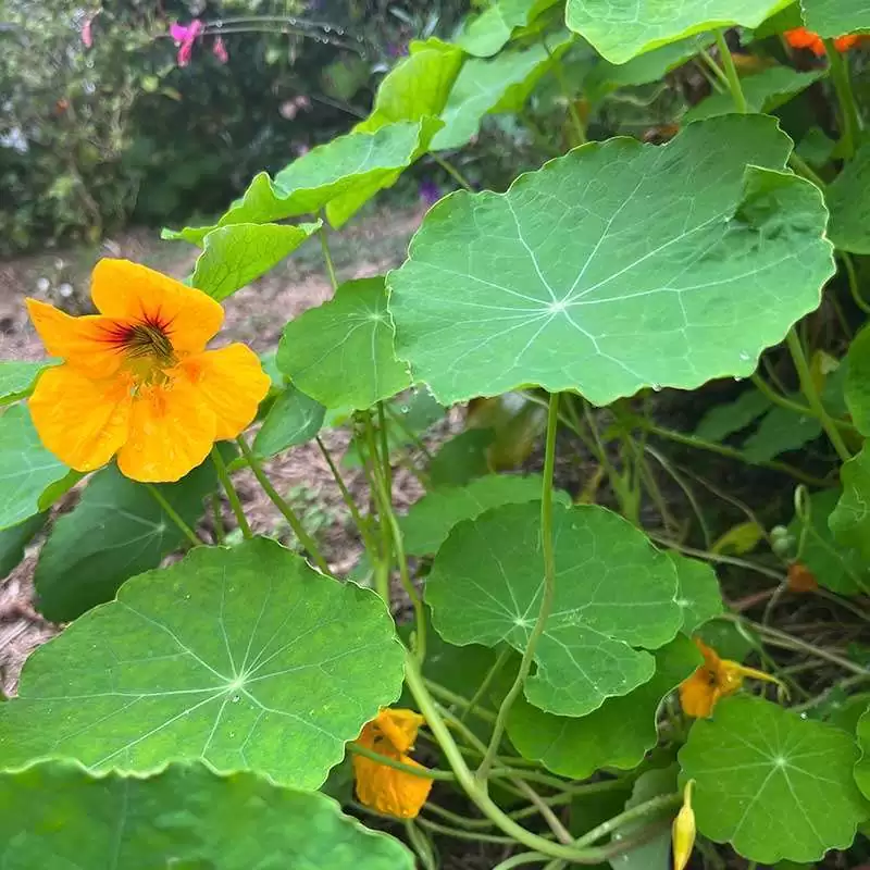 nasturtium plant medicinal nutritional food security for any garden