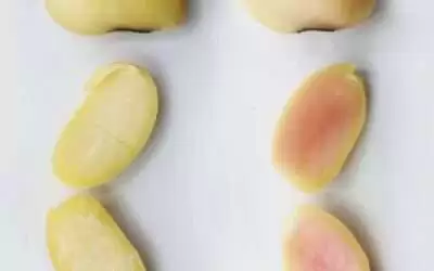 Fake Meat Human Genocide