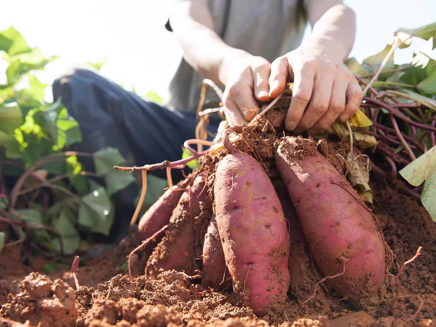 sweet potato sweet potato staging.rastaseed.com