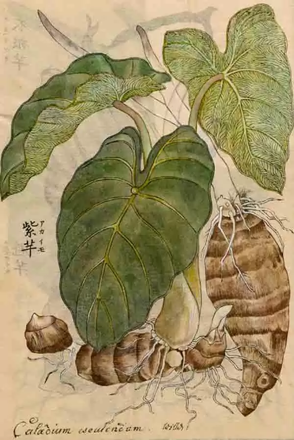 taro-web taro staging.rastaseed.com